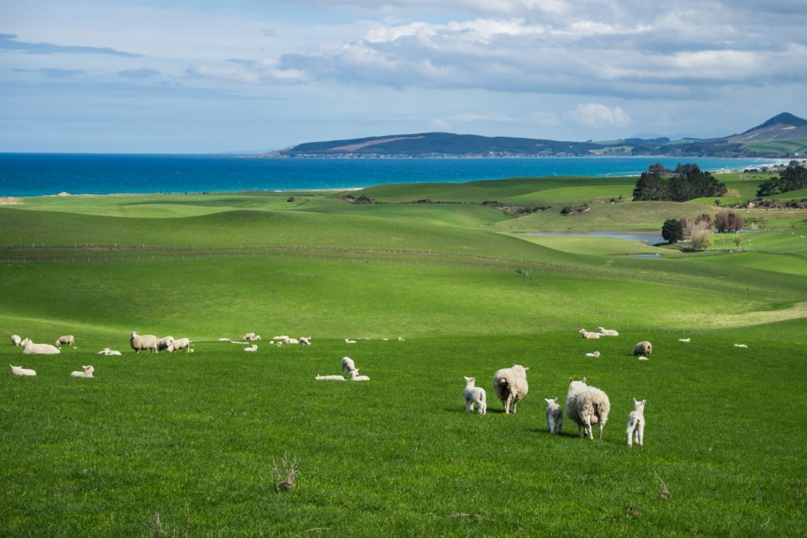 green de golf en Nouvelle-Zélande